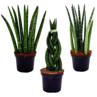 Exotenherz Kaktus Sansevieria cylindrica Pfiffiges 3er Set im 9cm Topf Bogenhanf