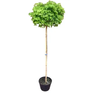 Pflanzen Böring Kugelbaum Mammutbaum Metasequoia Kugelbaum - Mammutbaum Matthaei Broom - 160-170 cm | Winterhart, Stammhöhe 120 cm