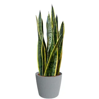 Green Me Up Bogenhanf Sansevieria laurentii - große Zimmerpflanze 80-90 cm - Topf Ø19-21 cm - inkl. Milly Übertopf Grau - pflegeleicht - alle 2-3 Wochen gießen - heller Standort