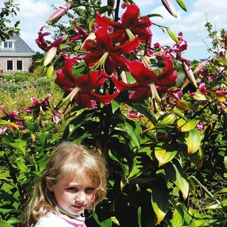 Lilien Blumenzwiebeln Zwiebeln Blumen Baumlilie Miss Feya 1 St. - Rot