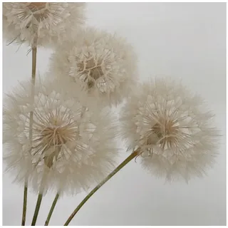 Trockenblume XXL Pusteblume getrocknet & konserviert – echte Natur Löwenzahn (Taraxacum officinale), getrocknet, LYKKE & You, Konserviert, langlebig, kein Gießen erforderlich weiß