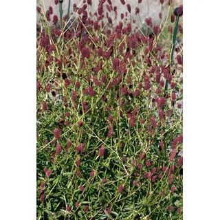 Pflanzen Für Dich Sanguisorba officinalis Red Thunder