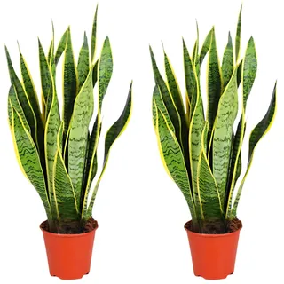 Bogenhanf | 2er-Set | Sansevieria laurentii | ca. 40-50 cm | ø 12-15 cm Topf | Pflegeleichte Zimmerpflanzen für Wohnung und Büro | Qualität vom Pflanzen Profi | Ideale Raumbegrünung
