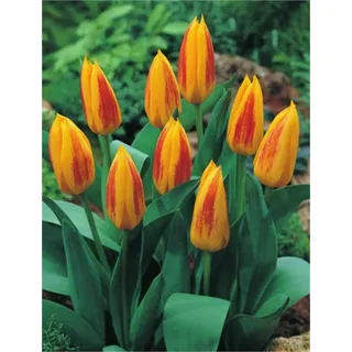 Botanische Tulpen Giuseppe Verdi Tulpenzwiebeln (10 Blumenzwiebeln)