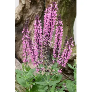PlantaPro Salvia nemorosa 'Rose Queen' Steppen-Salbei ca. 9x9 cm Topf