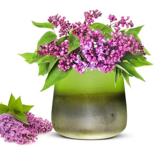 Sendez Blumentopf Blumenvase Barbara Tischvase Glasvase Dekovase Vase Blumentopf Pflanztopf grün