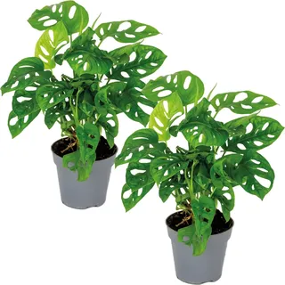 Bloomique - 2er-Set - Monstera adansonii - Monkey Leaf - Fensterblatt - Luftreinigende Zimmerpflanzen - Monstera Pflanze - Hängepflanze echt - Kletterpflanzen Zimmer - Höhe 20-25 cm - Topf 12 cm