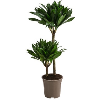 Drachenbaum - Dracaena deremensis compacta, Dunkelgrün