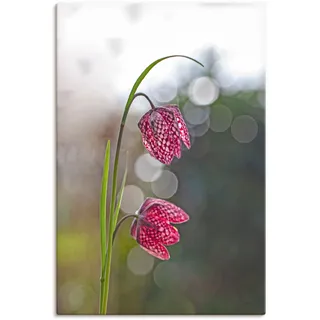 Leinwandbild ARTLAND "Schachbrettblume" Bilder Gr. B/H: 60 cm x 90 cm, Blumenbilder Hochformat, 1 St., beige (naturfarben) Leinwandbilder