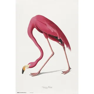 Grupo Erik American Flamingo Poster - Deko Wohnzimmer oder Deko Schlafzimmer - Deko Wohnzimmer - Größe : 61 x 91 - Kunstdruck - Space Odyssey 2001 Fanartikel