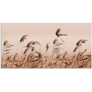 Wandbild ARTLAND "Gräser" Bilder Gr. B/H: 150 cm x 75 cm, Alu-Dibond-Druck Gräser, 1 St., beige (natur) Kunstdrucke als Alubild, Outdoorbild, Leinwandbild, Poster, Wandaufkleber