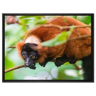 Pixxprint roter Vari auf AST Leinwandbild 80x60 cm im Bilderahmen, Wandbild, Schattenfugenrahmen, Kein Poster
