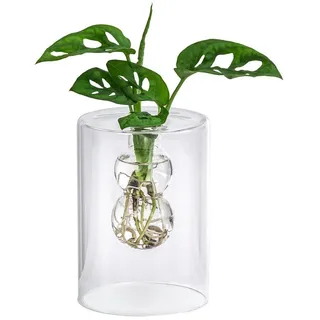 Dehner Waterplant Fensterblatt im Glas - Monstera adansonii, ca. 30 cm,