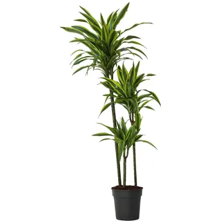 Plant in a Box - Dracaena fragrans Deremensis 'Zitronenlimette' - Drachenbäume - Topf 24cm - Höhe 130-140cm