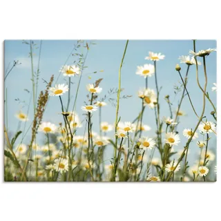 ARTLAND Wanddeko Leinwand Bilder Wandbild 60x40 cm Pflanzen Blumenbilder Margeriten Blüte Natur Sommer Himmel U1ZZ