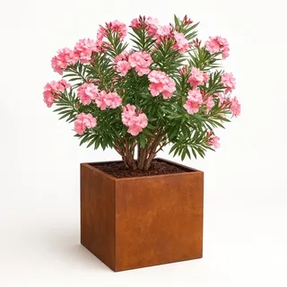 Czaja Cortenstahl Pflanzkübel 60x60x50 cm Fiorella - Made in Germany - Rost Deko Blumenkübel quadratisch – wetterfest & langlebig – Garten Terrasse Balkon – Edelrost Pflanzgefäß