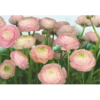 KOMAR Fototapete Gentle Rose 368 x 254 cm