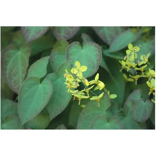 Stauden Gänge 1 x Epimedium x perralchicum 'Frohnleiten' Elfenblume | Winterharte Staude für Halbschatten bis Schatten, Blüte April bis Mai, mehrjährig, 9x9 cm Topf
