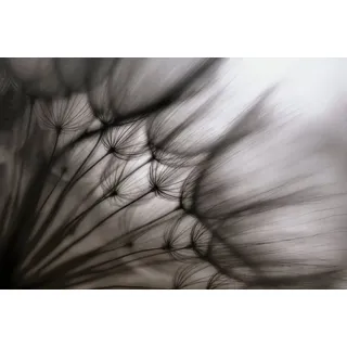 Papermoon Fototapete Photo-Art KEREN OR, PUSTEBLUME DURCHSCHEINEND", bunt 3 m x 2.23 m