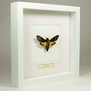 De Museumwinkel.com Acherontia atropos – Totenkopfschwärmer - Echter präparierter Schmetterling montiert unter Glas in handgefertigten weißer Holzrahmen