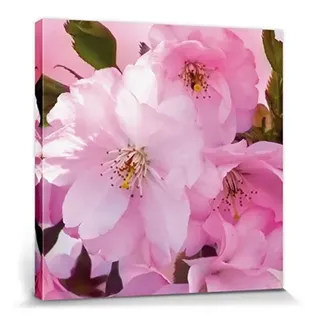 1art1 Blumen Poster Kirschblüten Bilder Leinwand-Bild Auf Keilrahmen | XXL-Wandbild Poster Kunstdruck Als Leinwandbild 40x40 cm