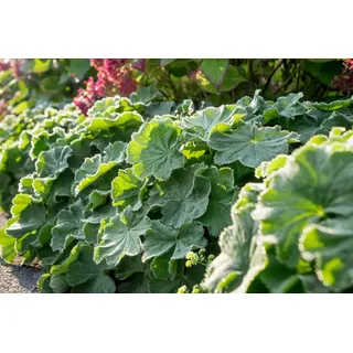 Pflanzen Für Dich Alchemilla Mollis Robustica Weicher Frauenmantel Veg Ca 9x9 cm Topf