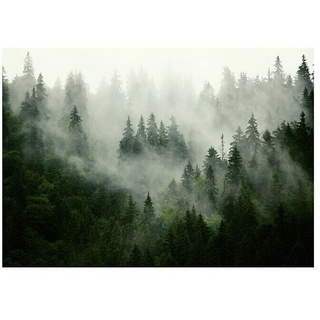 Fototapete Bäume-Nebel  (B x H: 368 x 254 cm, Vlies)