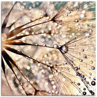 ARTLAND Wanddeko Glasbilder Wandbild Glas Bild einteilig Quadratisch Innere Ruhe Wellness Abstrakt Pflanzen Blumen Pusteblume Dandelion Regen Tau Tropfen S8WZ
