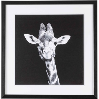 Bild Giraffe, 50x50 cm