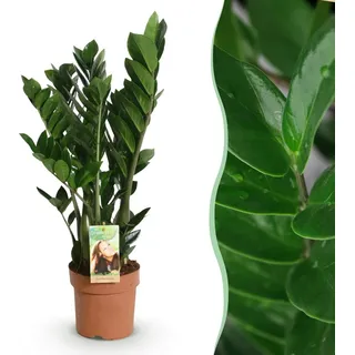 Zamioculcas - ZZ plant - Pflegeleicht - Grün - 65-75cm - Ø17cm - Zimmerpflanze - Immergrün