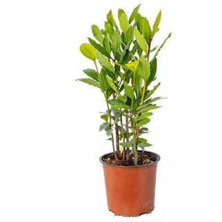 Bloomique Staude Laurus Nobilis, Lorbeer, Kübelpflanze, 30-40 cm, Topf 15 cm, 1 St. grün