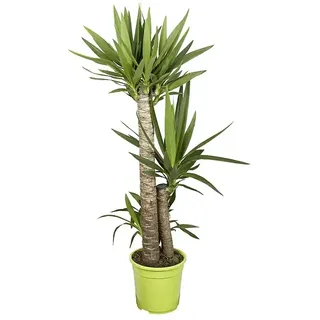 Piardino Palmlilie  (Yucca elephantipes, Topfgröße: 24 cm, 3 Stämme gestuft)