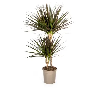 Exotenherz Zimmerpflanze Dracaena Marginata Magenta 19cm Topf - Höhe 70-90cm 80 cm | 19 cm