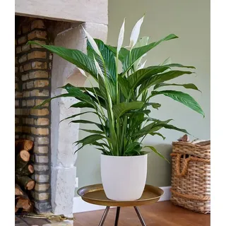 BALDUR Garten Zimmerpflanze Spathiphyllum ca. 55-65 cm hoch, 1 St., Scheidenblatt, pflegeleicht weiß