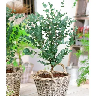 BALDUR Garten 1x Winterharter Eukalyptus Azura® , Pflanze im 15 cm-Topf, Eucalyptus gunnii, Azura, winterhart bis -20 °C, mehrjährig, intensiv d...