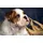 BULLDOG-TIERE HUND BULLDOGE HUNDE WANDDEKO WANDBILD XXL