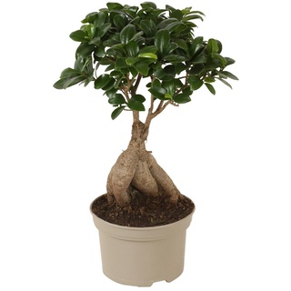 Plant in a Box Bonsai - Ficus Ginseng Topf Höhe 30-40cm