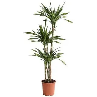 Drachenbaum - Dracaena fragrans 'Rikki', Hellgrün