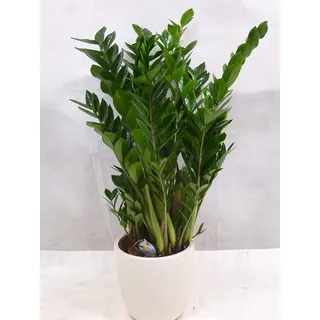 [Palmenlager] - XXL Zamioculcas zamiifolia - "Zamia Farn" 100 cm - großer 27 cm Ø Pot - Glücksfeder - Zimmerpflanze