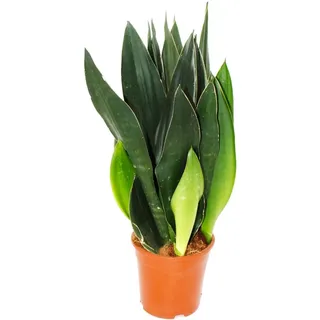 Sansevieria trifasciata Black Diamond schwarzer Bogenhanf Solitärpflanze im 14cm Topf ca. 45cm hoch