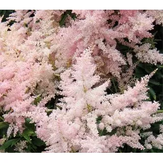 Prachtspiere, Astilbe, Rosa