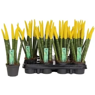 Sansevieria Cylindrica Straight (Gelb) – Spaghetti VELVET TOUCHZ® – 15-20 cm Bogenhanf Zimmerpflanze | Pflegeleicht, Luftreinigend, Dekorativ für Zuhause & Büro