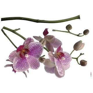 Komar Dekosticker Orchidee  (Rosa/Weiß/Grün, 100 x 70 cm)