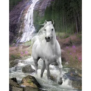 Bob Langrish - Weißes Pferd Tiere Animals Horse Mini Poster Plakat Druck - Grösse 40x50 cm