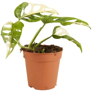 Bloomique - Monstera adansonii Variegata - Monkey Leaf - Fensterblatt - Luftreinigende Zimmerpflanzen - Monstera Pflanze - Hängepflanze echt - Kletterpflanzen Zimmer - Höhe 20-25 cm - Topf 12 cm