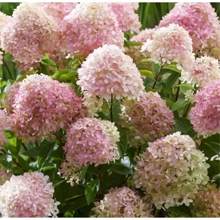 Weiß-hellrosa Rispenhortensie C3
