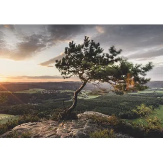 XXL Poster 100 x 70cm (S-850) Kiefer auf Berg vom Wind gebeugt Baum auf Gipfel (Lieferung gerollt!)