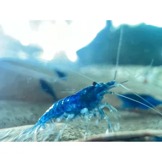 Blaue Garnelen Blue Dream (Neocaridina davidi) Zwerggarnelen (10)