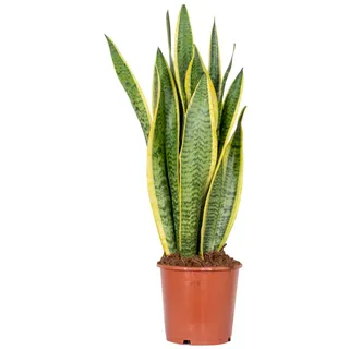Bloomique - Sansevieria Laurentii - Bogenhanf - Sukkulenten - Zimmerpflanzen - Sehr Pflegeleicht - Höhe 60-70 cm - Topf 17 cm
