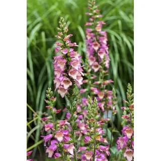 pflanzen-für-dich.de Pflanzen für Dich Staude Digitalis purpurea, 1 St., Roter Fingerhut, Wald-Fingerhut, Gemeiner Fingerhut